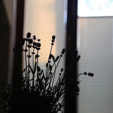 Apartmán Zimorodek